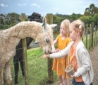 ニュージーランド留学　アクティビティ　ファーム訪問