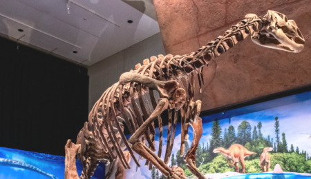 中高校生の短期留学 オーストラリア・シドニー アクティビティ